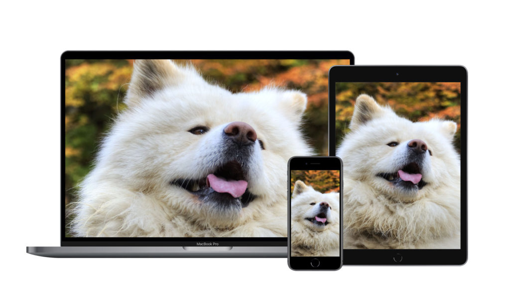 ダウンロード購入で支援 に紅葉 わさお壁紙 わさお記念碑プロジェクト